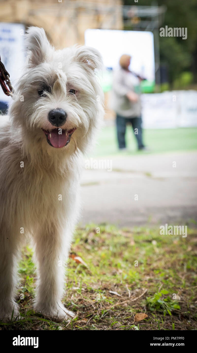 white half-breed Ardennes Bouvier, close up Stock Photo