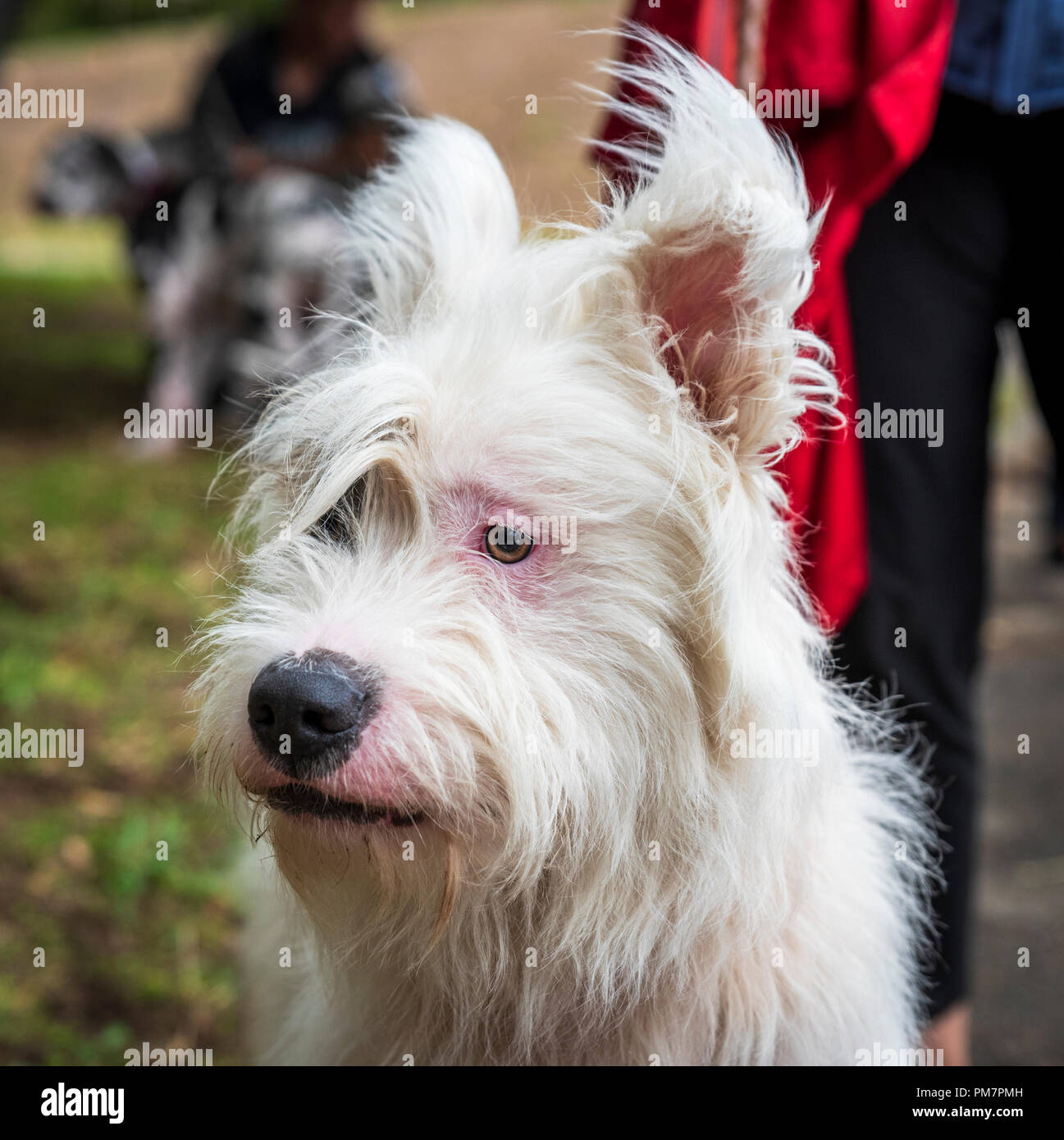 portrait white half-breed Ardennes Bouvier, close up Stock Photo