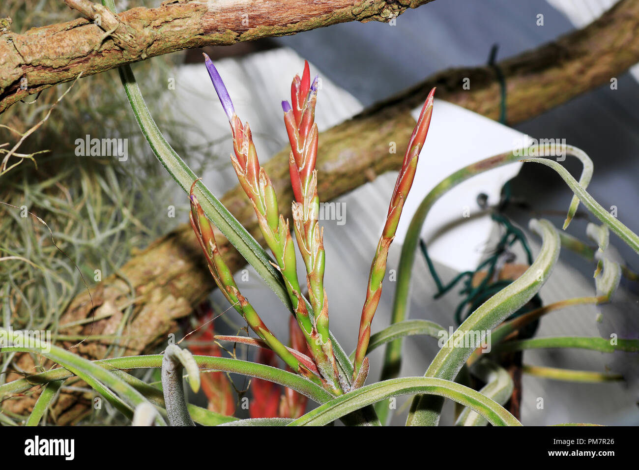 The bromeliads, also called pineapple plants, are a plant family in the order of the sweet grass Stock Photo
