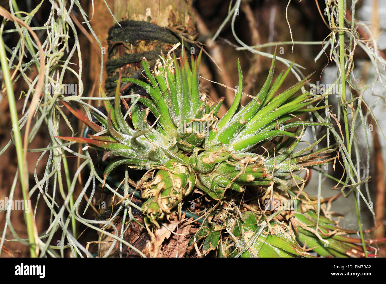 The bromeliads, also called pineapple plants, are a plant family in the order of the sweet grass Stock Photo