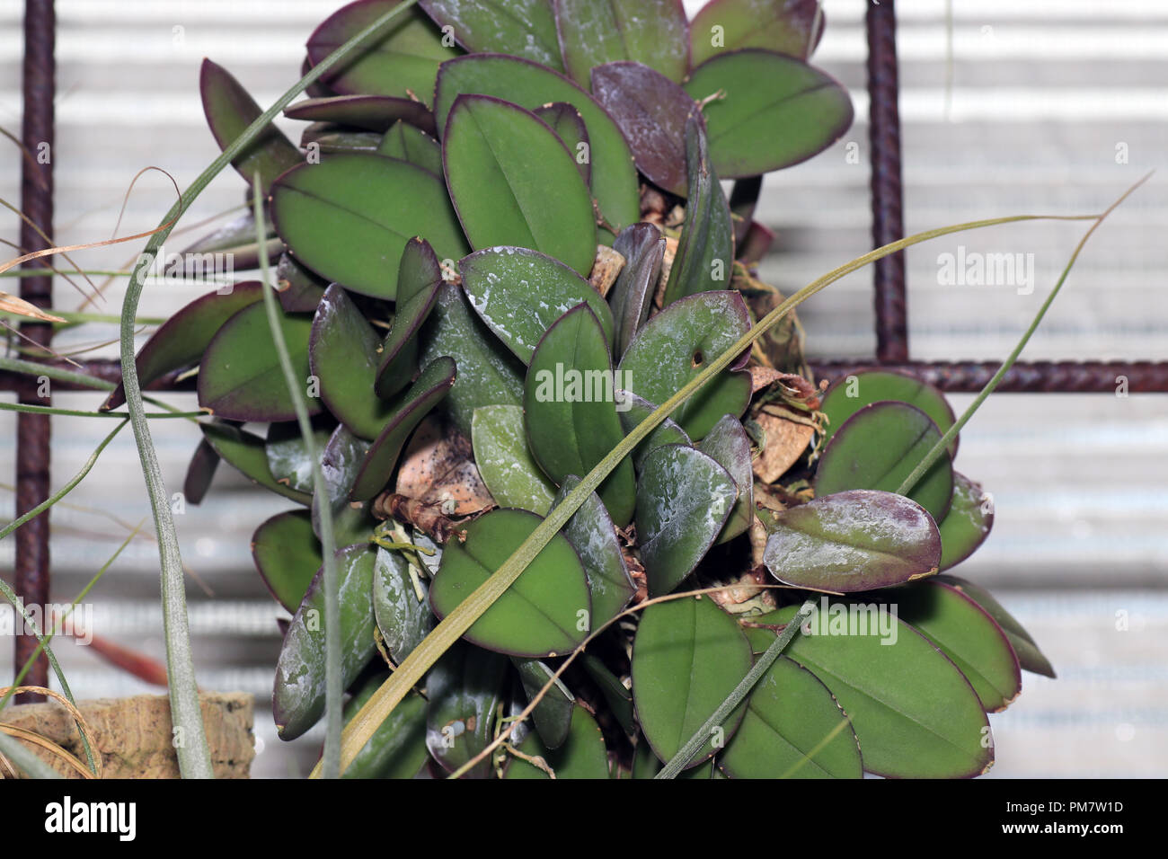 The bromeliads, also called pineapple plants, are a plant family in the order of the sweet grass Stock Photo