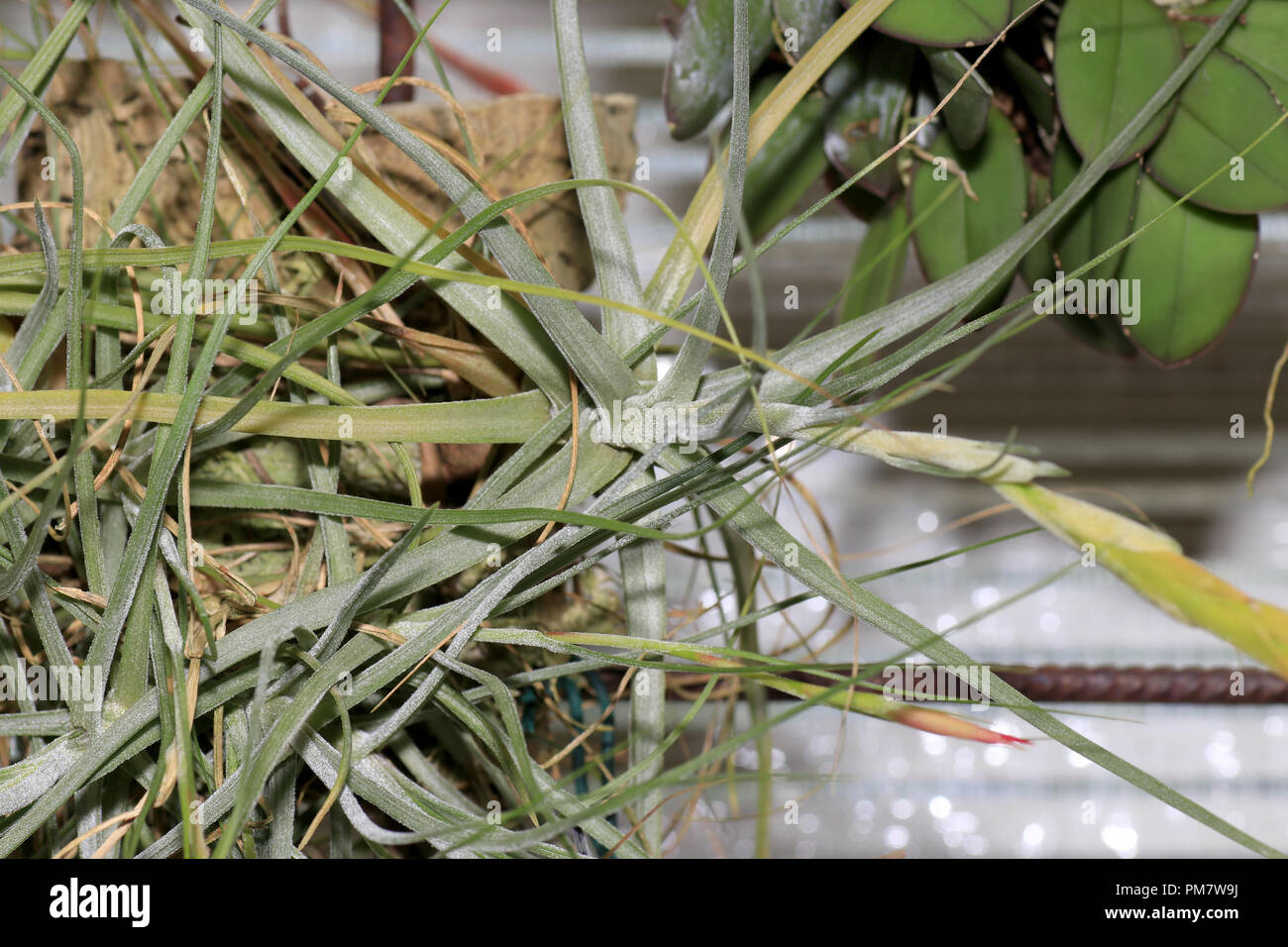 The bromeliads, also called pineapple plants, are a plant family in the order of the sweet grass Stock Photo