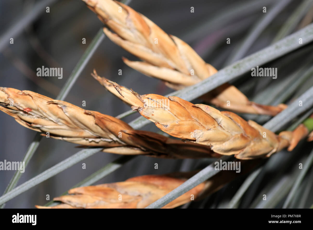 The bromeliads, also called pineapple plants, are a plant family in the order of the sweet grass Stock Photo