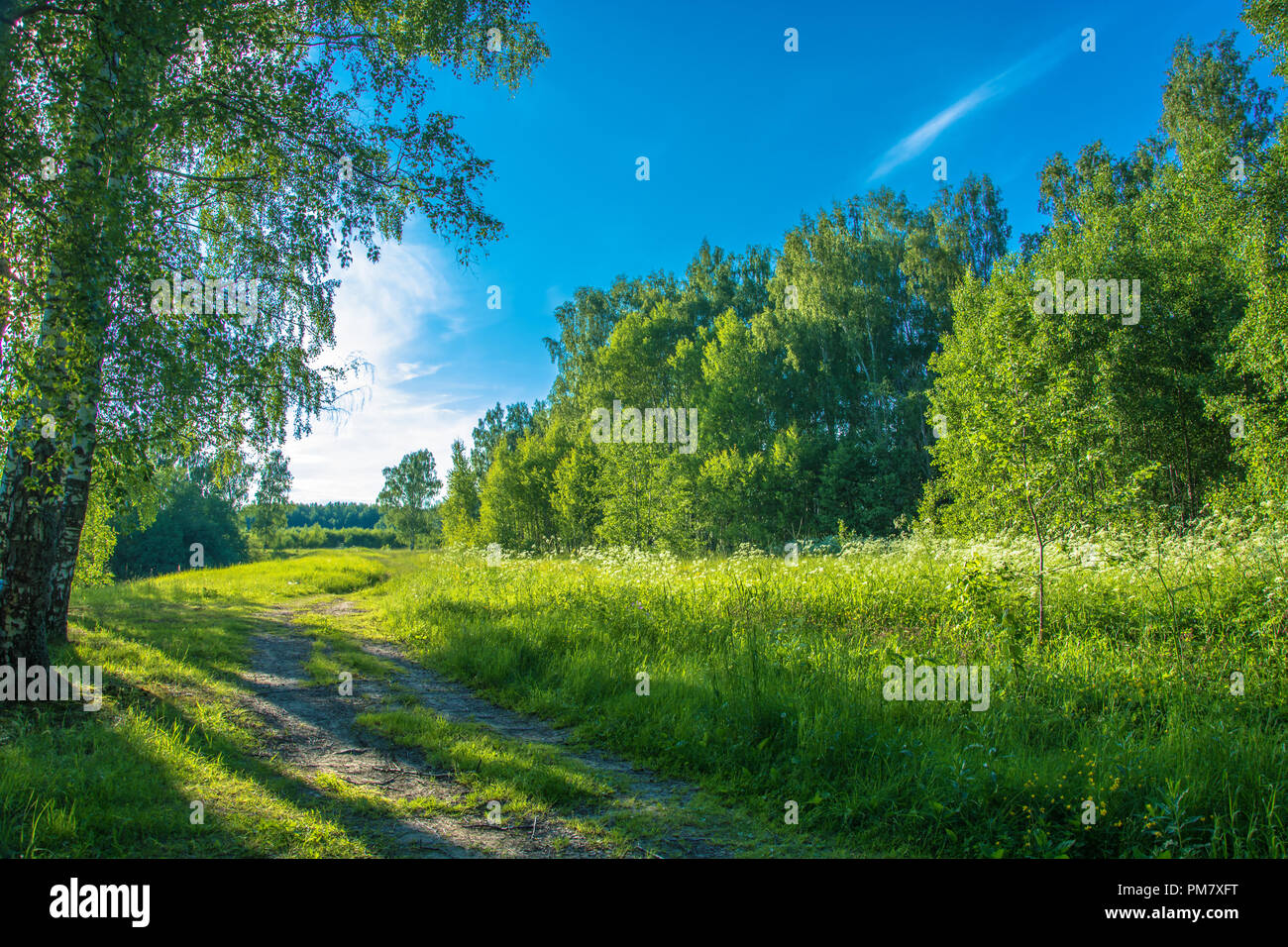 Summer forest in bright sunny hi-res stock photography and images - Alamy