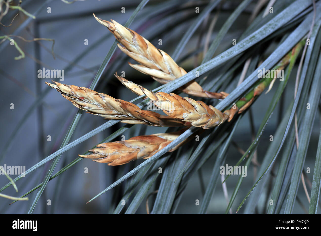 The bromeliads, also called pineapple plants, are a plant family in the order of the sweet grass Stock Photo