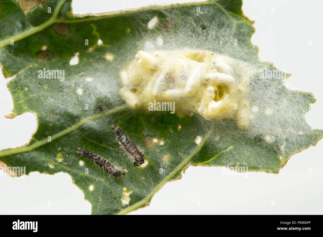 Cocoons of the larvae of a parasitic wasp, Cotesia glomerata. The wasp lays its eggs inside a caterpillar and the larvae develop inside it, ultimately Stock Photo