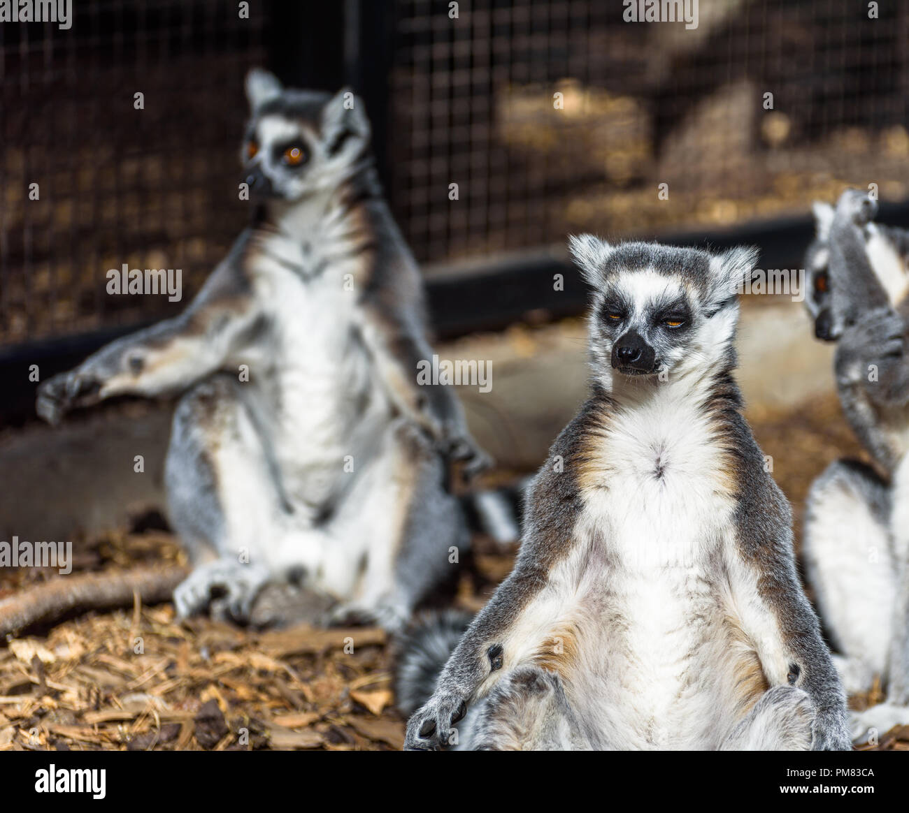 A small group of Ring-tailed lemurs sunbathing in captivity. Stock Photo
