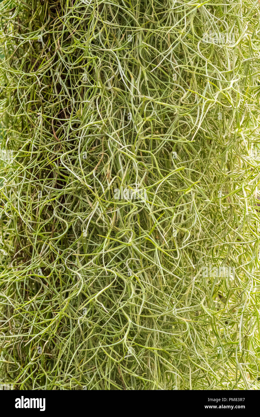 Beard lichen, Alectoria sarmentosa Stock Photo