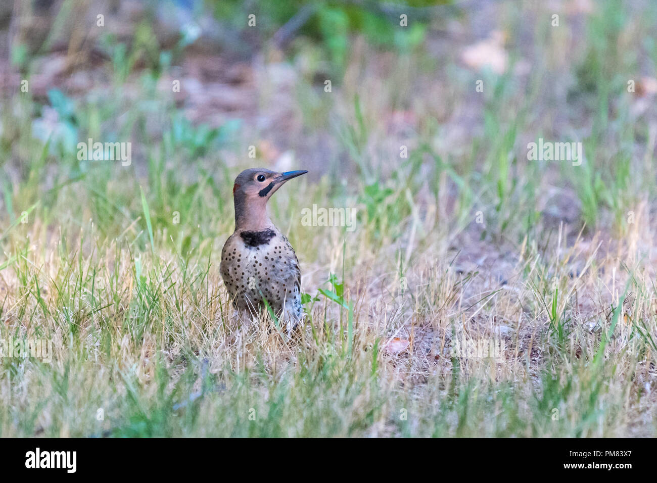 Northern Flicker woodpecker (Colaptes auratus) standing on the ground. Stock Photo