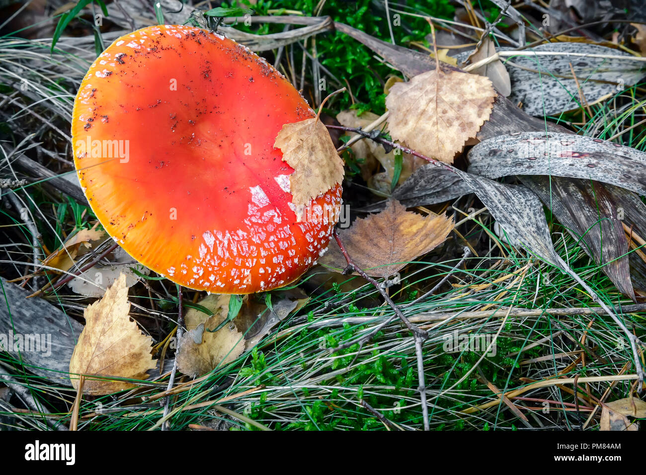 In the woods in a clearing grow mushrooms toadstools. The view from the top. Stock Photo