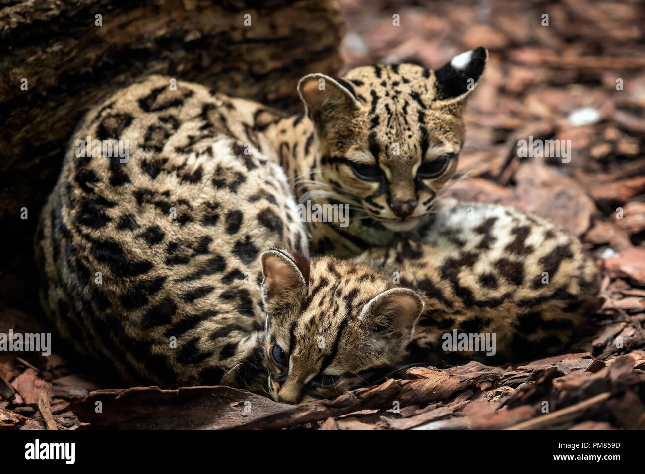 Margay cub not domestic hi-res stock photography and images - Alamy
