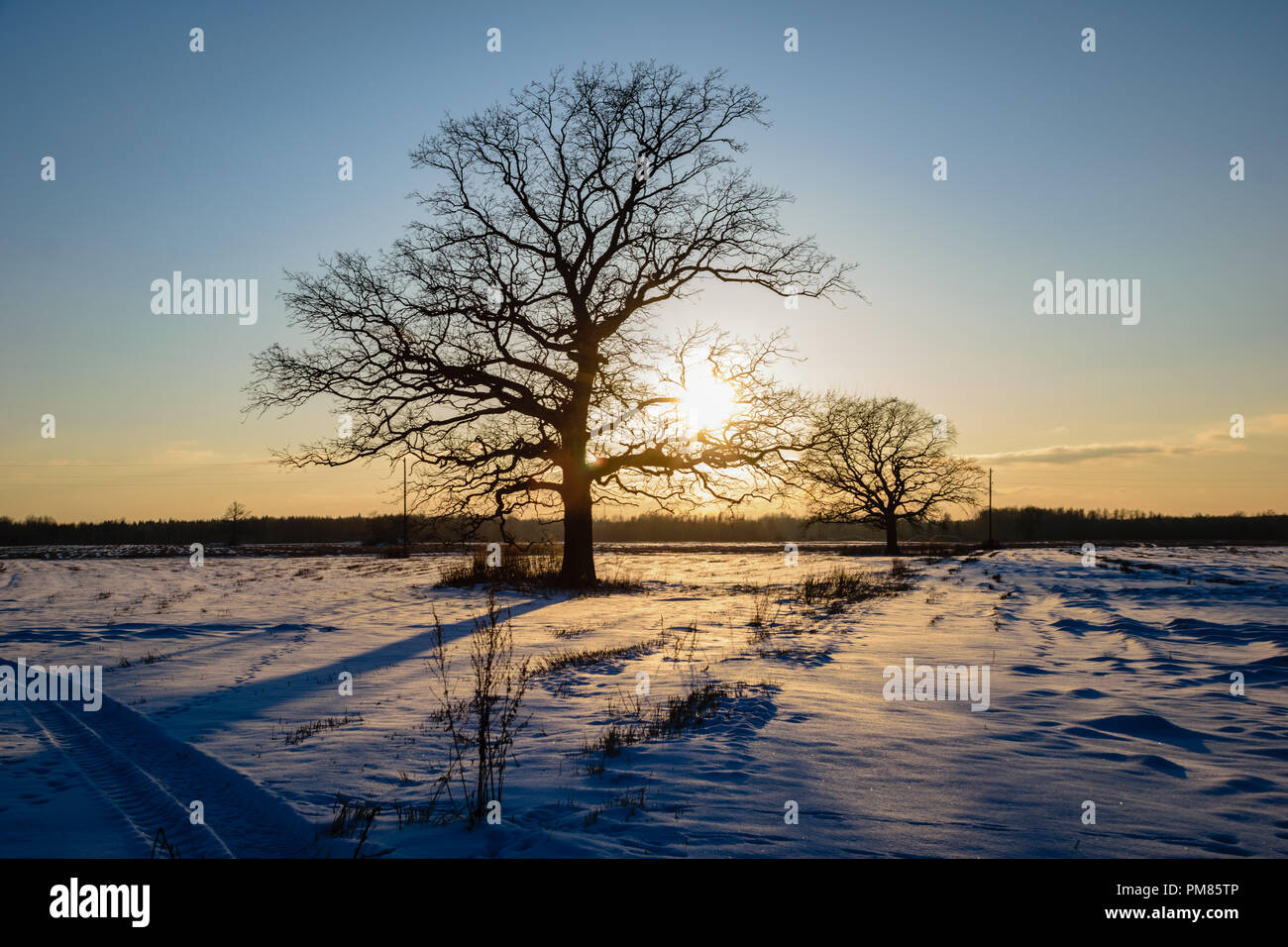 colorful sunset behind large tree in fields full of snow in winter Stock Photo