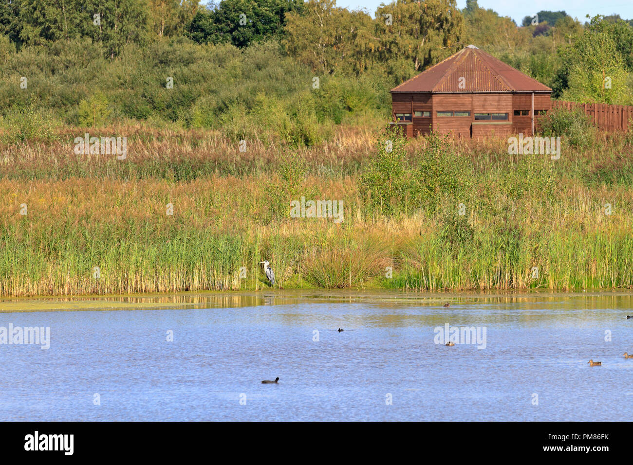 Grey Heron, Ardea cinerea in reedbeds and a hide at Potteric Carr Yorkshire Wildlife Trust Reserve, Doncaster, South Yorkshire, England, UK. Stock Photo