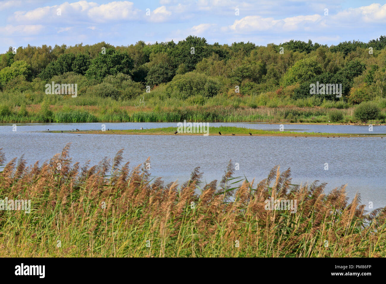 Reedbeds at Potteric Carr Yorkshire Wildlife Trust Reserve, Doncaster, South Yorkshire, England, UK. Stock Photo