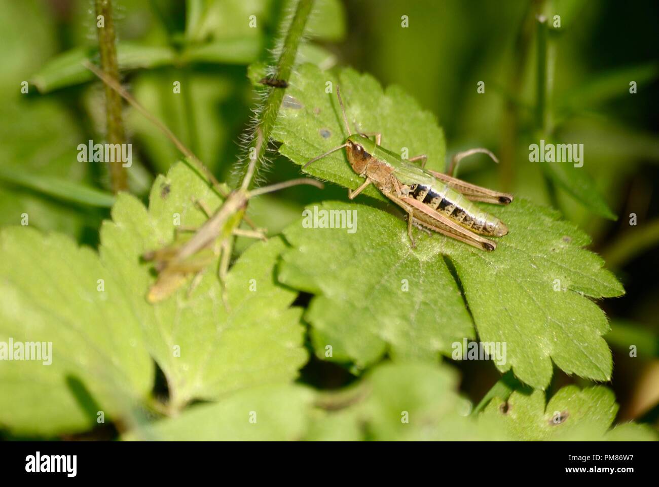 common green grasshopper Stock Photo