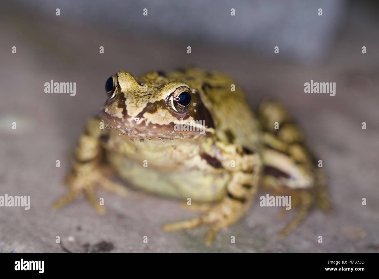 frog in the garden Stock Photo