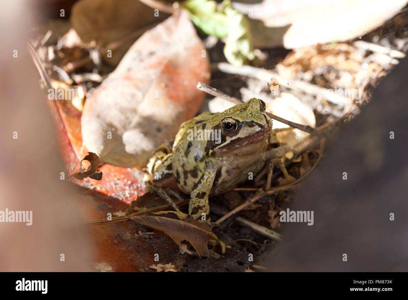 frog in the garden Stock Photo Alamy