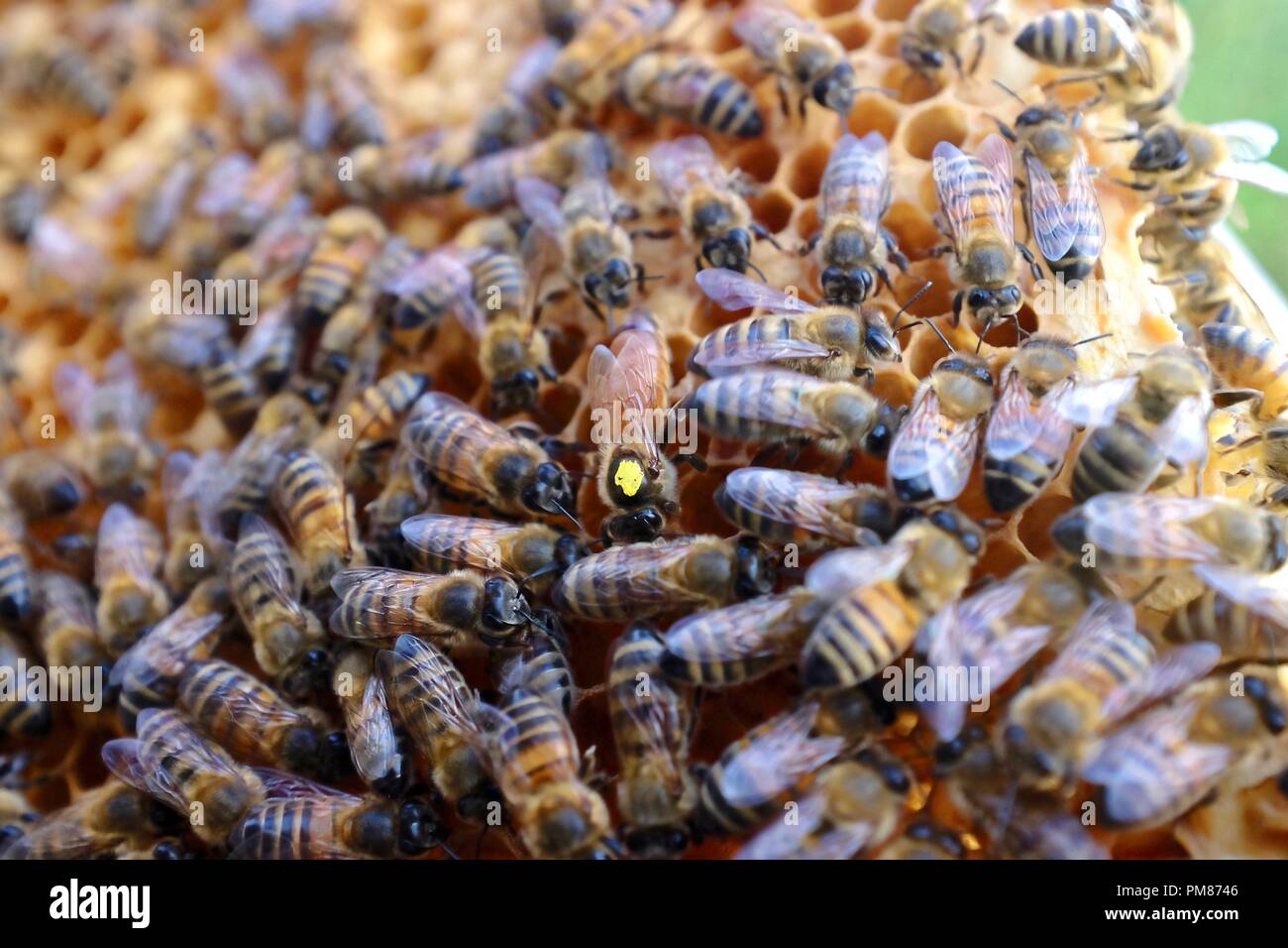 Bees with queen bee Stock Photo