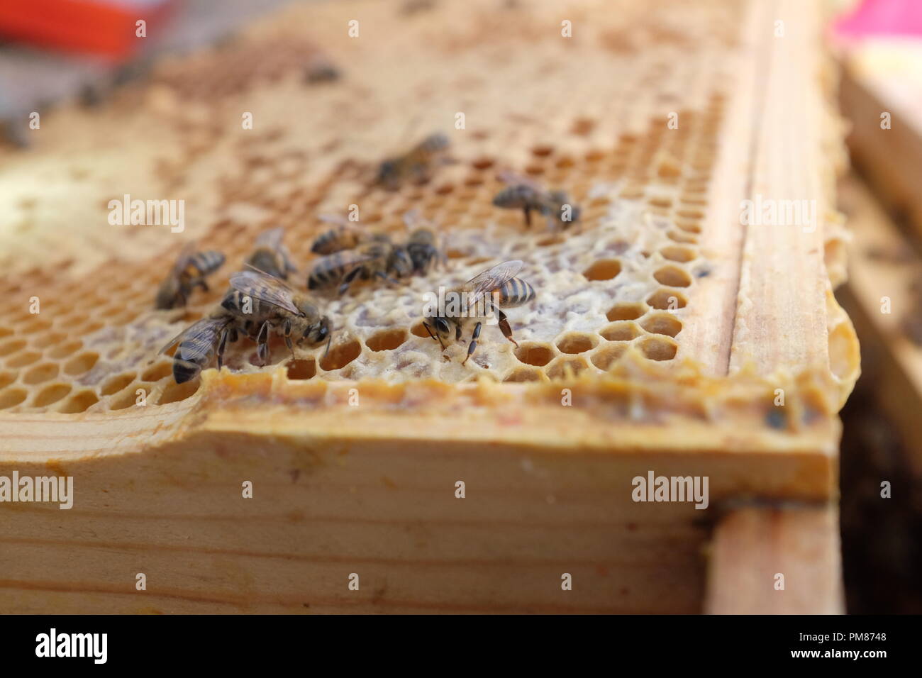 Honey comb drawing hi-res stock photography and images - Alamy