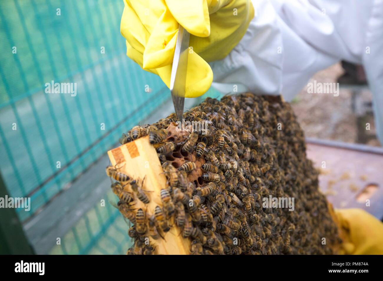 Beekeeper using hive tool Stock Photo