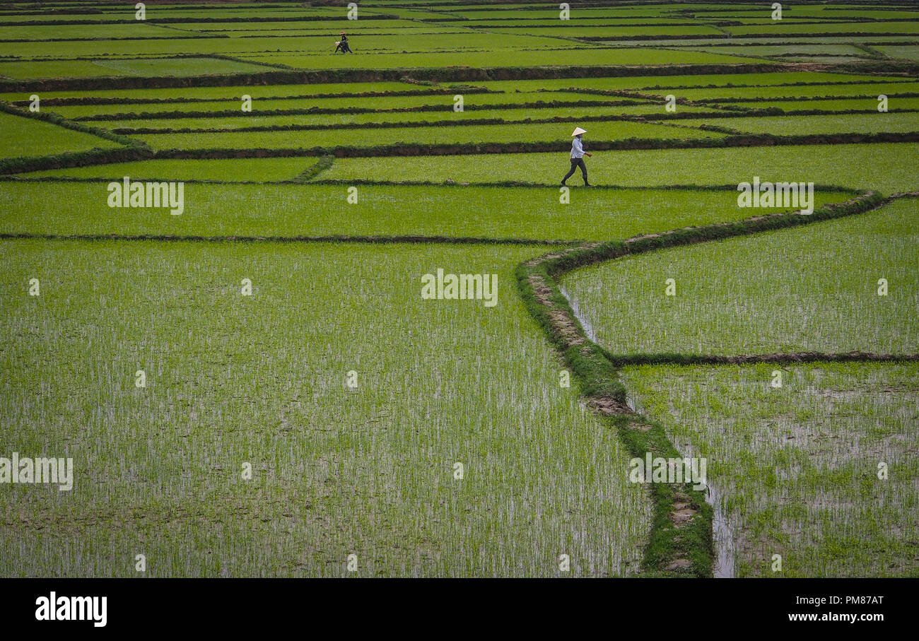 Rice field in Vietnam Stock Photo - Alamy