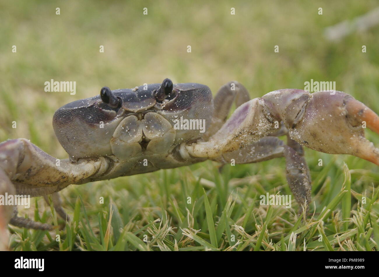 Cardisma guanhumi Small Caribbean blue land crab escaping from the camera on a grass patch Stock Photo