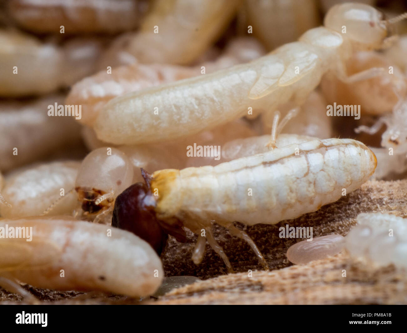 Soldier and workers of termite hive on wood furniture Stock Photo