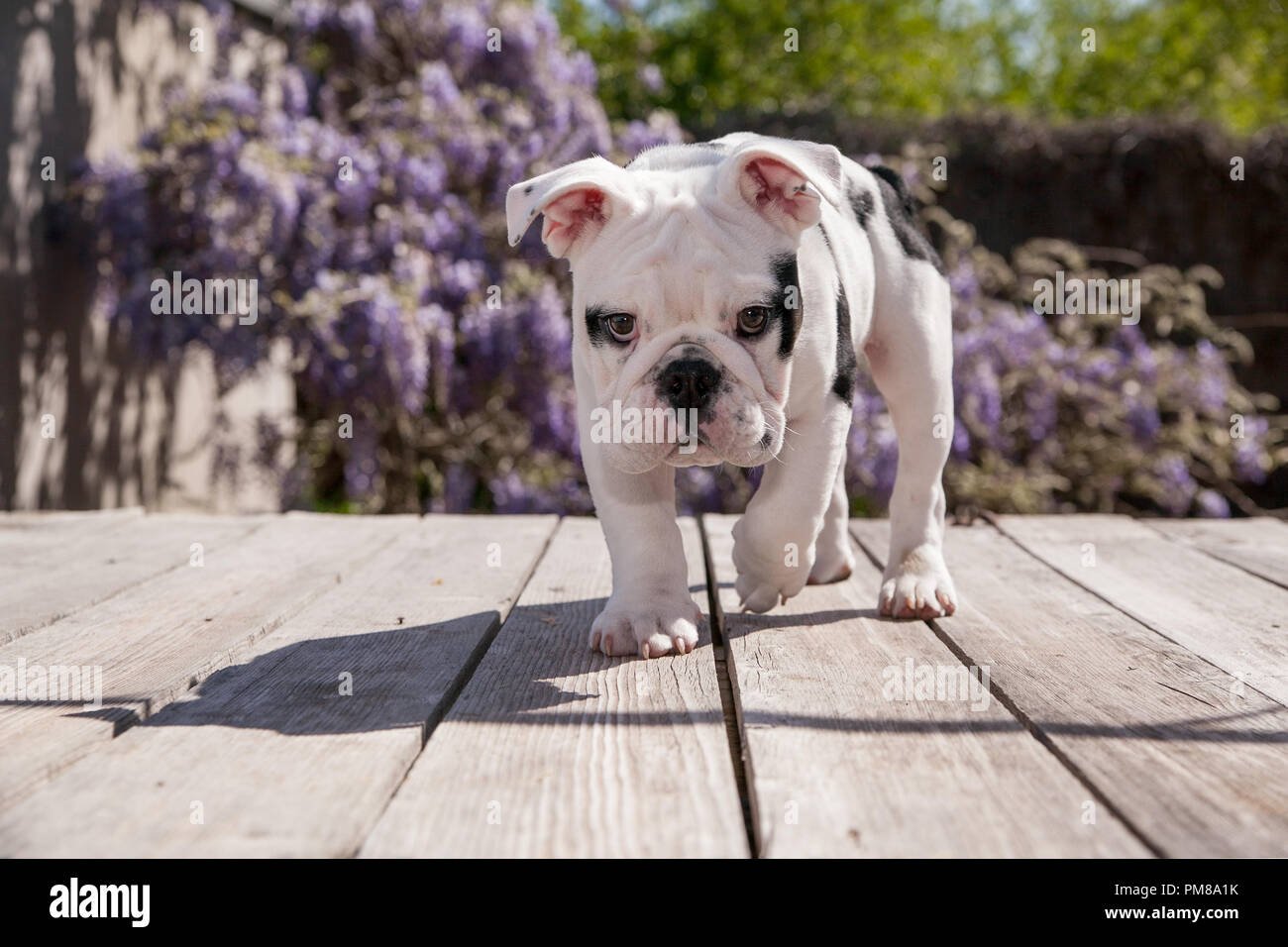 black & white baby bulldog puppy dog on deck walking forward.  He looks like he is creeping up on something. He has a determined look on his face. Stock Photo