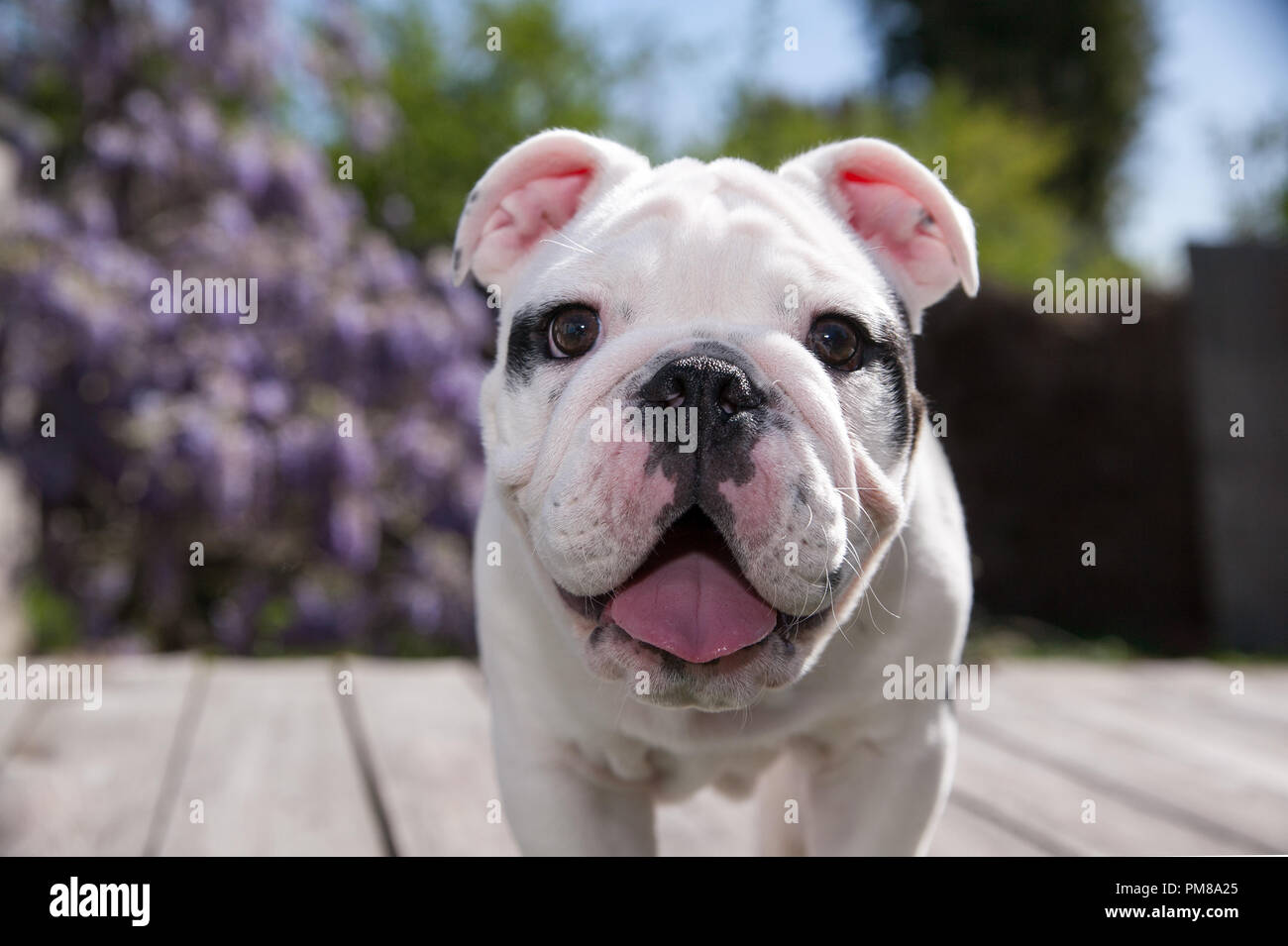 Smiling Baby Bulldog