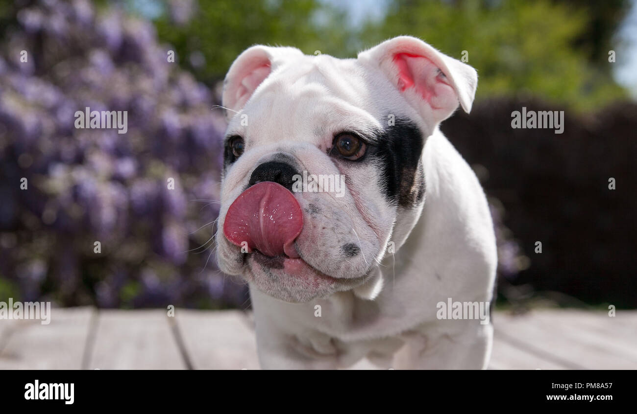 black & white baby bulldog puppy dog on deck tongue out looking mighty hungry. Stock Photo