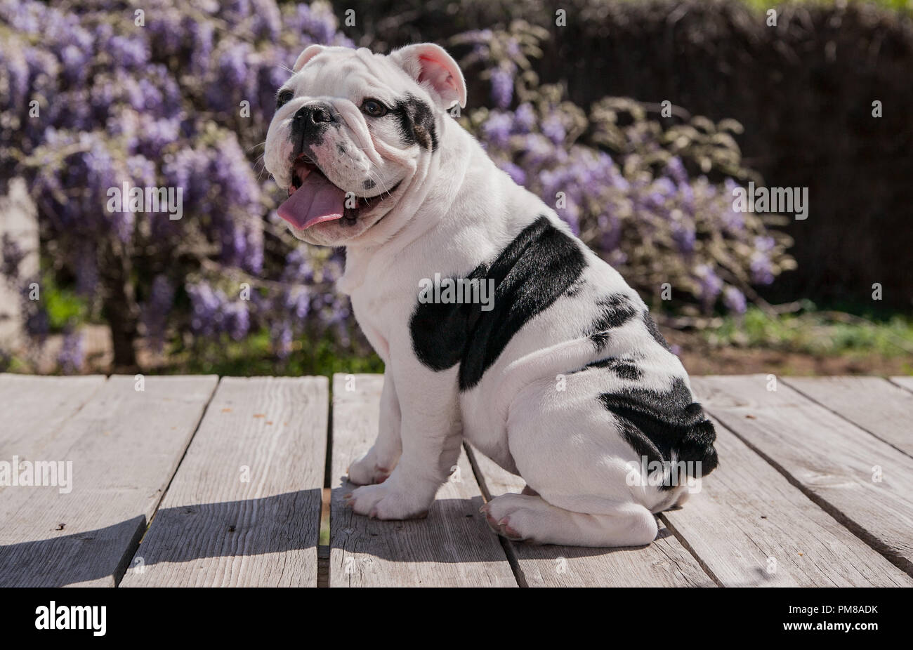black white baby bulldog puppy dog on deck sitting profile