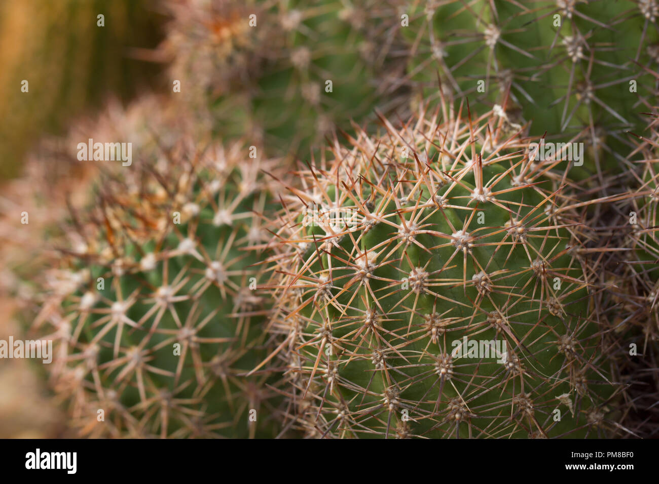 Echinopsis crassicaulis a cacti in the family of Cactaceae, native to argentinia n province Catamarca Stock Photo