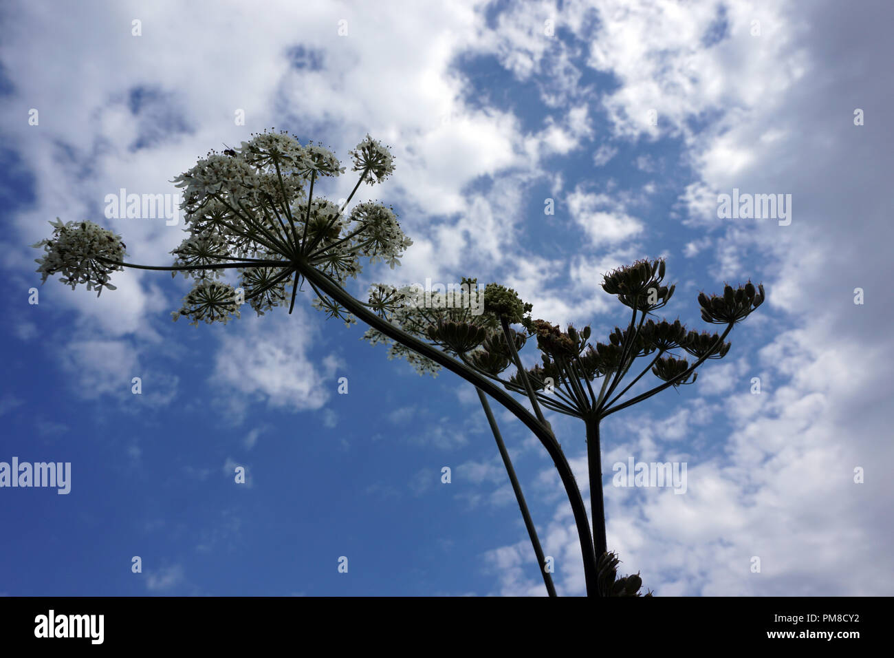 Anthriscus sylvestris, also known as cow parsley Stock Photo Alamy