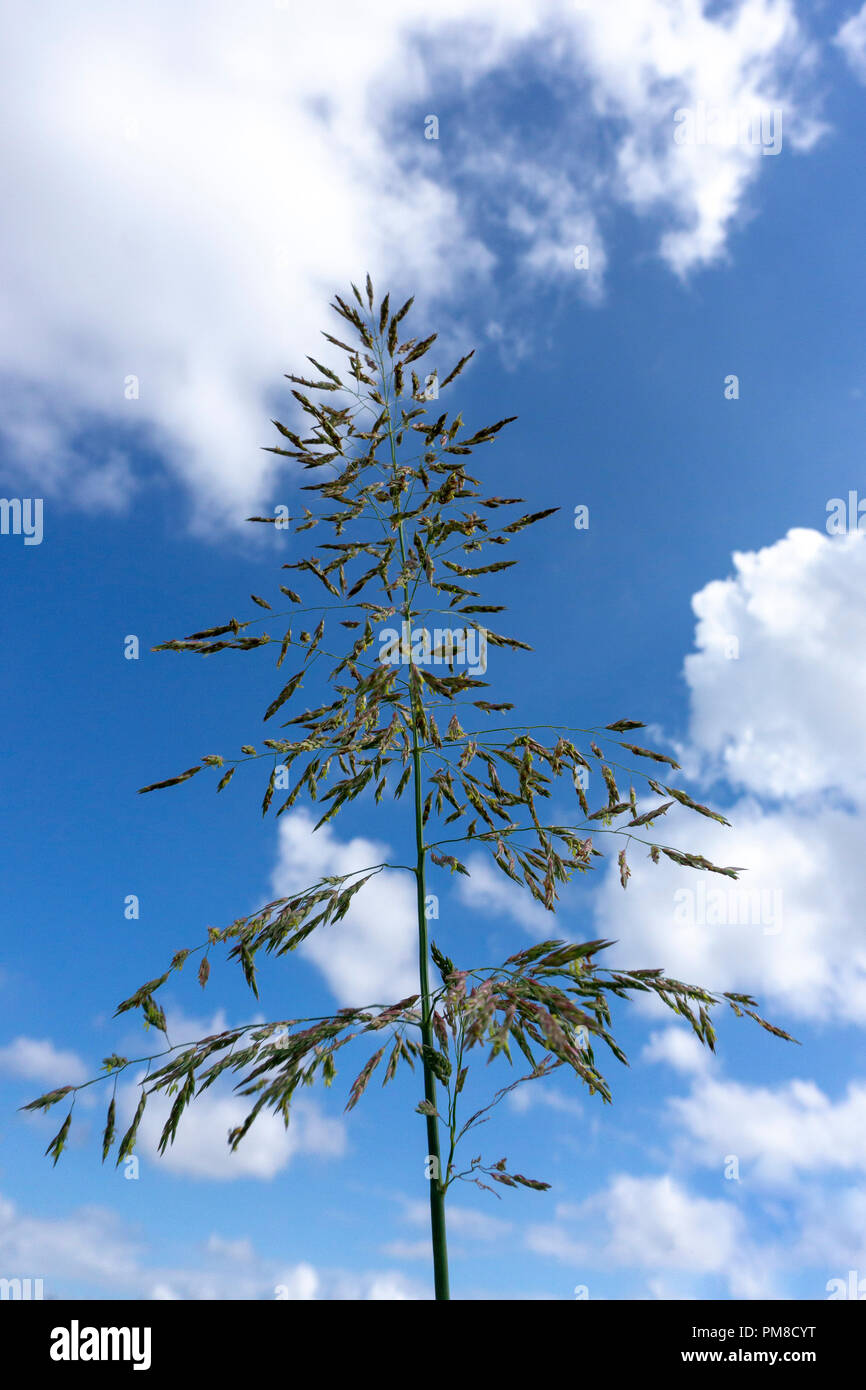 Native grasses going to seed Stock Photo Alamy