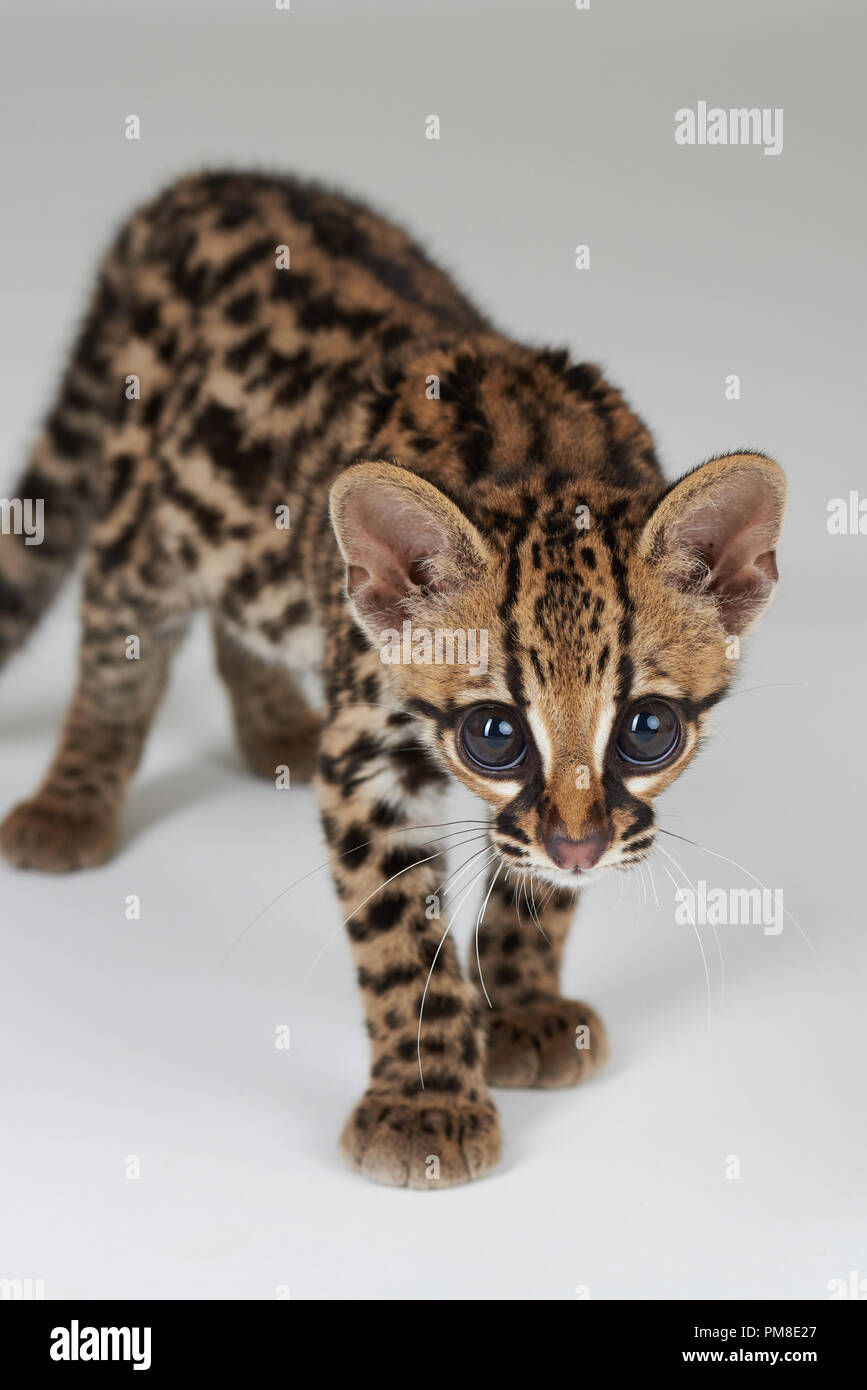 Leopard baby cat look in camera isolated on white background Stock Photo
