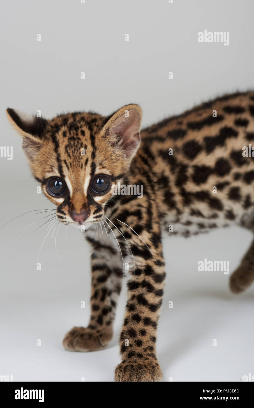 Cute baby of wild cat standing isolated on white background Stock Photo