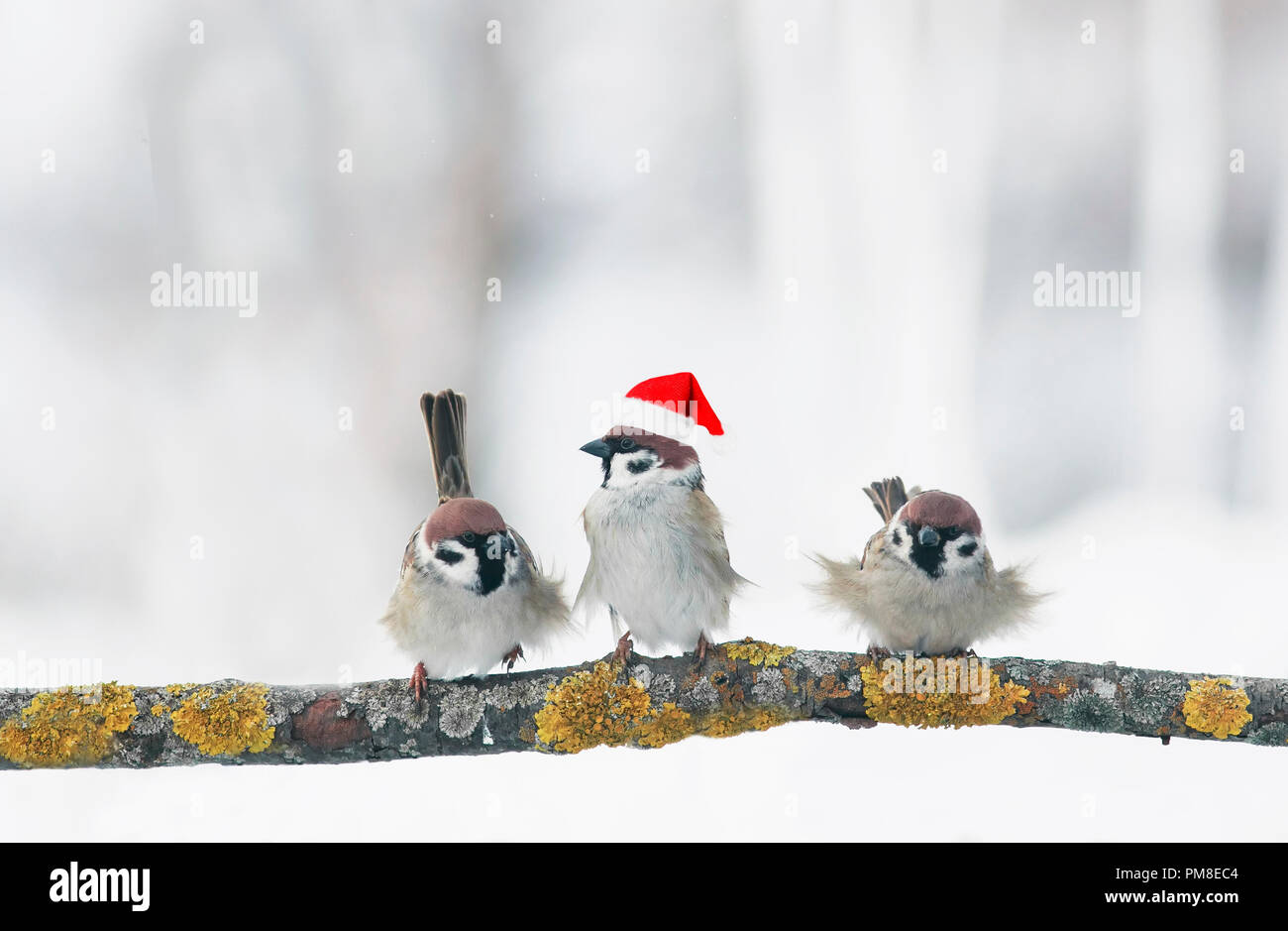 Funny Birds Sparrows In Christmas Winter Garden Sitting On A Branch