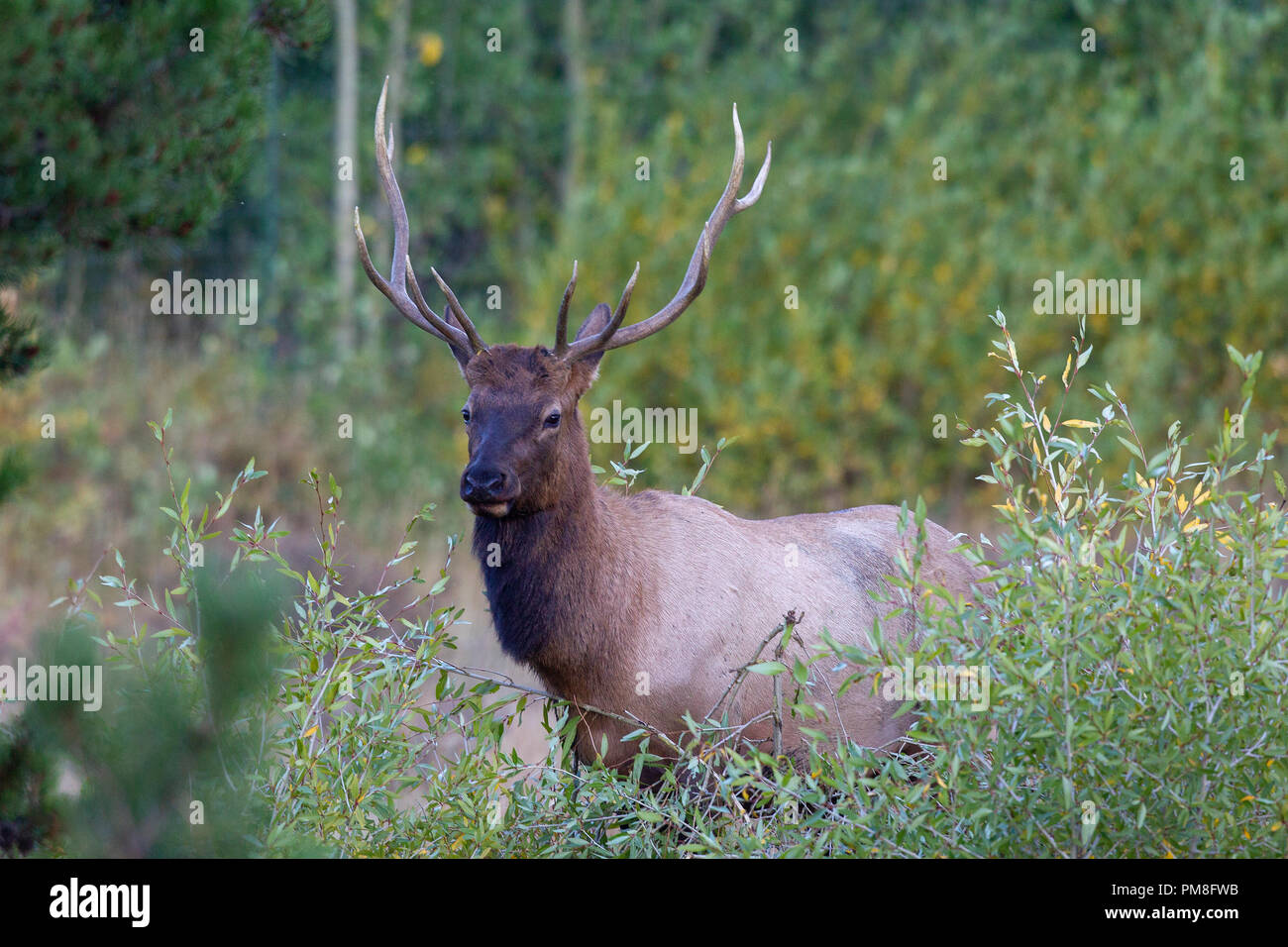 A bull elk in Rocky Mountain National Park in September. Stock Photo