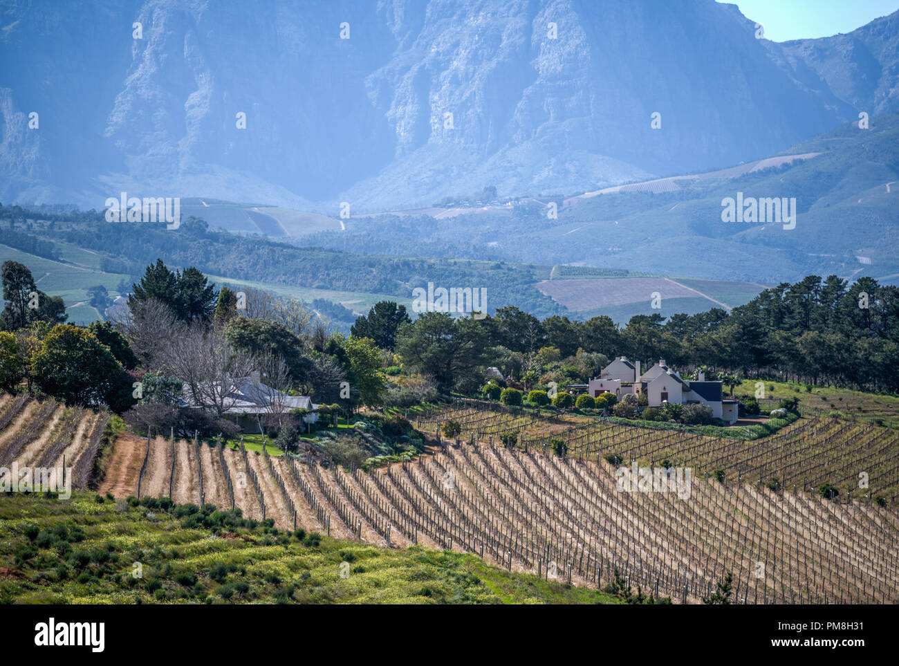 Devon valley vineyards, Stellenbosch, South Africa Stock Photo