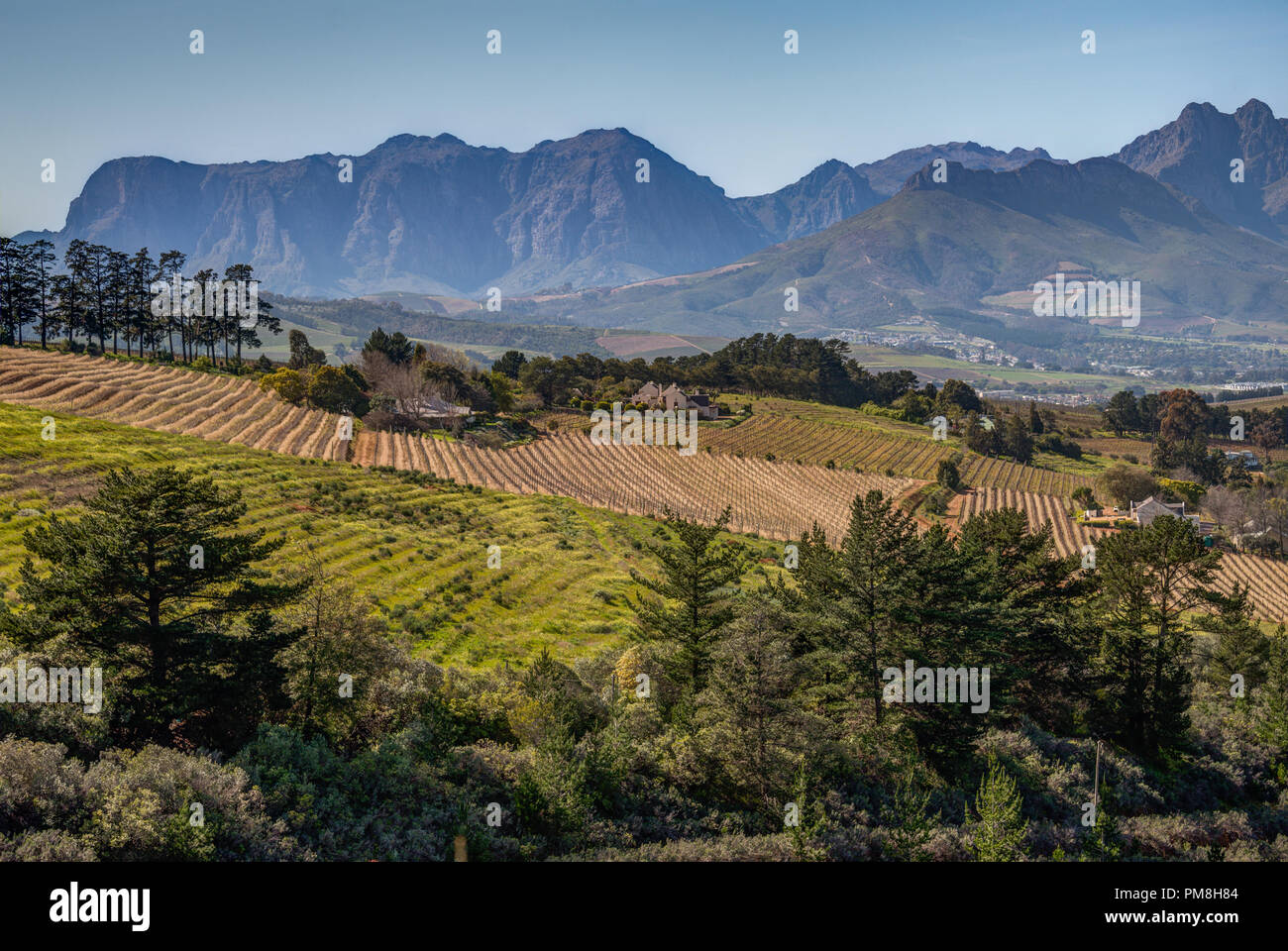 Devon valley vineyards, Stellenbosch, South Africa Stock Photo