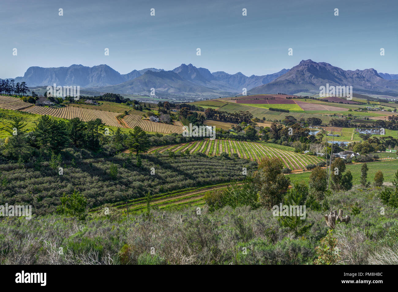 Devon valley vineyards, Stellenbosch, South Africa Stock Photo