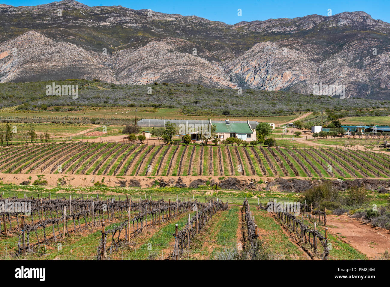vineyards along Route 62, Klein Karoo, South Africa Stock Photo - Alamy