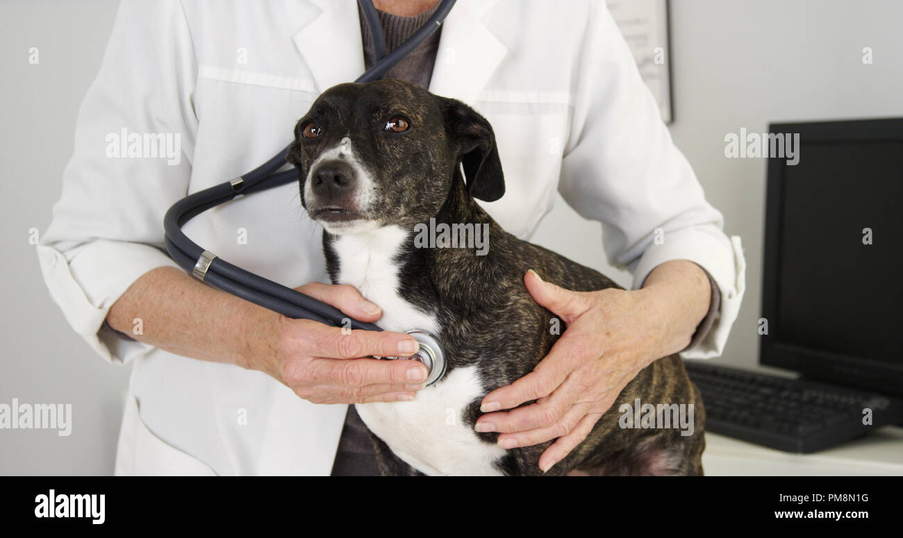 Closeup of cute dog being examined by female veterinarian Stock Photo