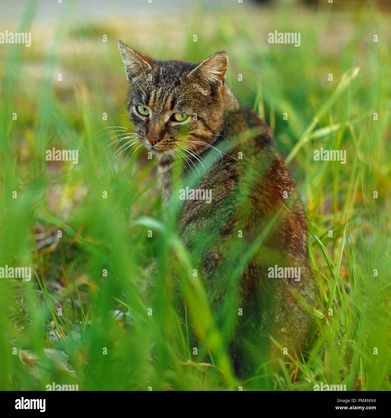 Tabby cat sits in the grass Stock Photo Alamy