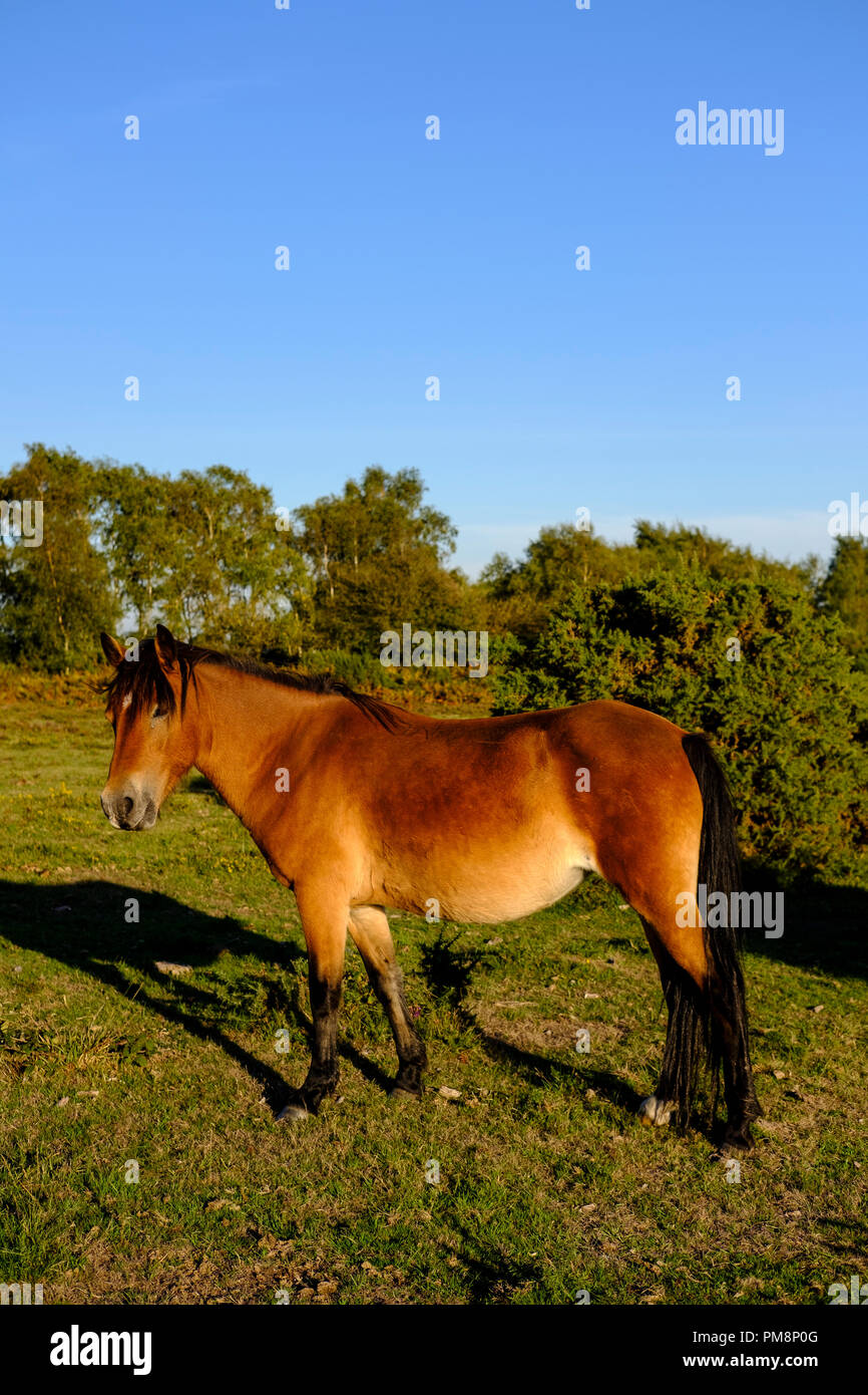The New Forest pony is a recognised mountain and moorland , native pony breeds of the British Isles. Height varies from around 12 to 14.2 hands; ponie Stock Photo