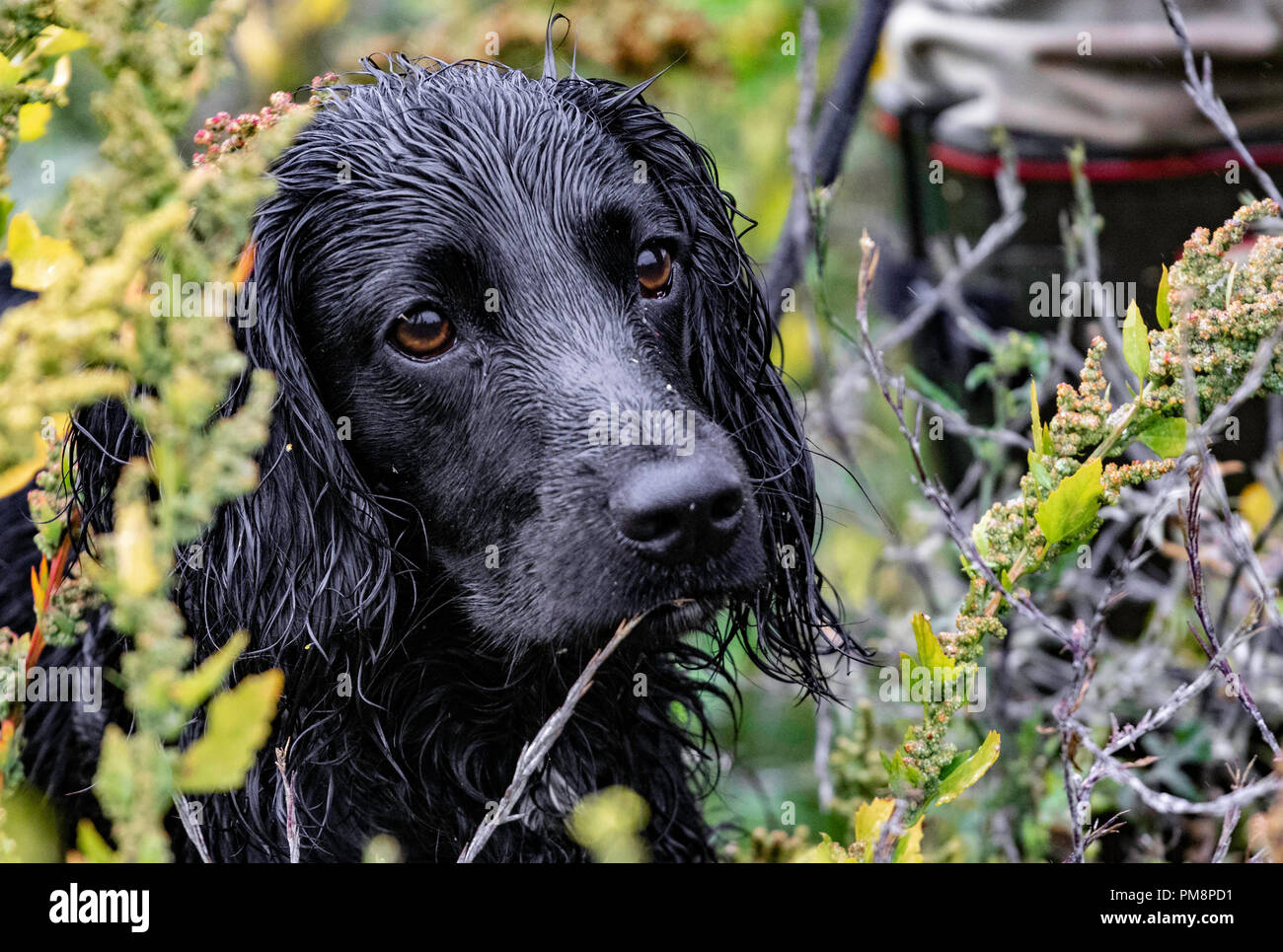 Black cocker spaniel concentrates on test rial Stock Photo