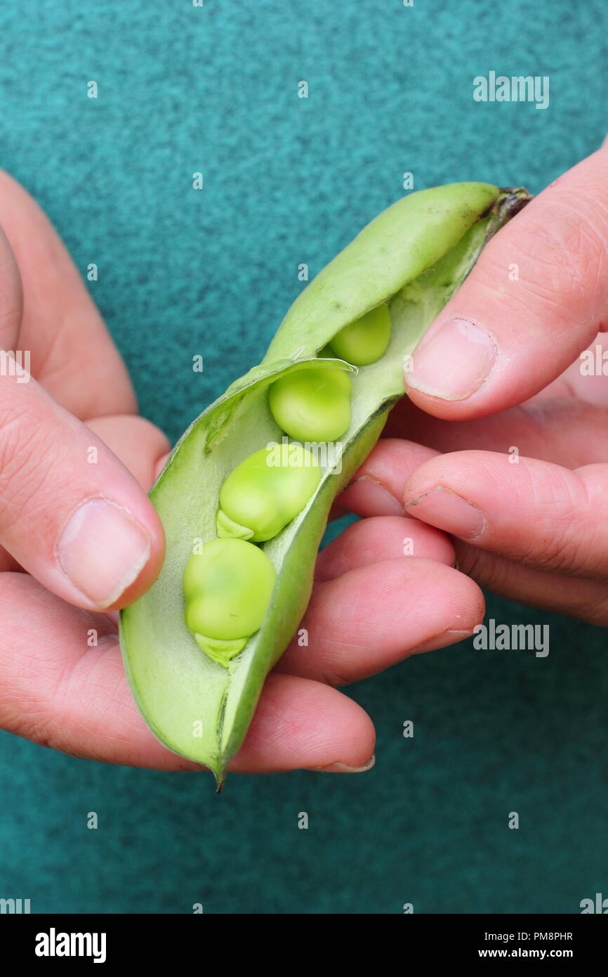 Vicia faba. Freshly picked broad bean pods split open by male gardener to reveal succulent beans in summer Stock Photo