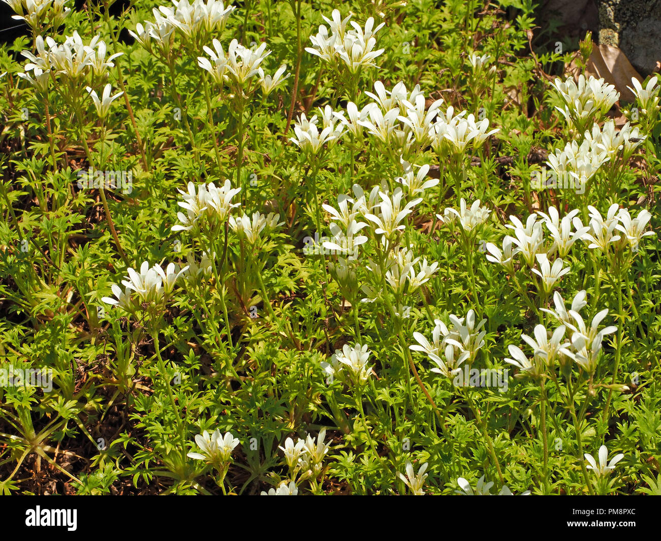 Carpet of white flowers of Mossy Saxifrage (Saxifraga hypnoides) Ariège Pyrénées, France Stock Photo