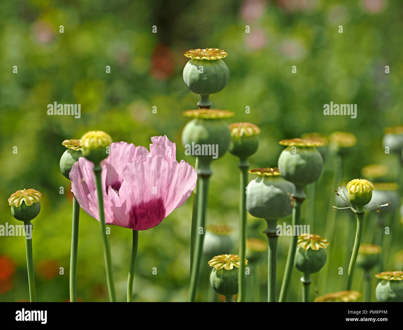 purple flower of Papaver somniferum, the opium poppy or breadseed poppy