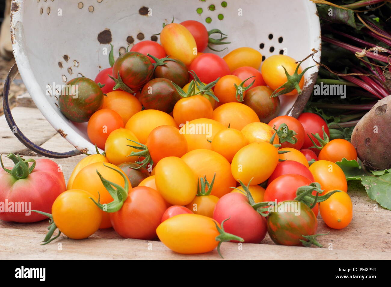 Tomatoes in colander. Freshly picked homegrown tomatoes (Solanum lycopersicum -  Chadwick's Cherry and Black Zebra in enamel colander,UK Stock Photo